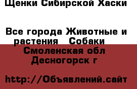 Щенки Сибирской Хаски - Все города Животные и растения » Собаки   . Смоленская обл.,Десногорск г.